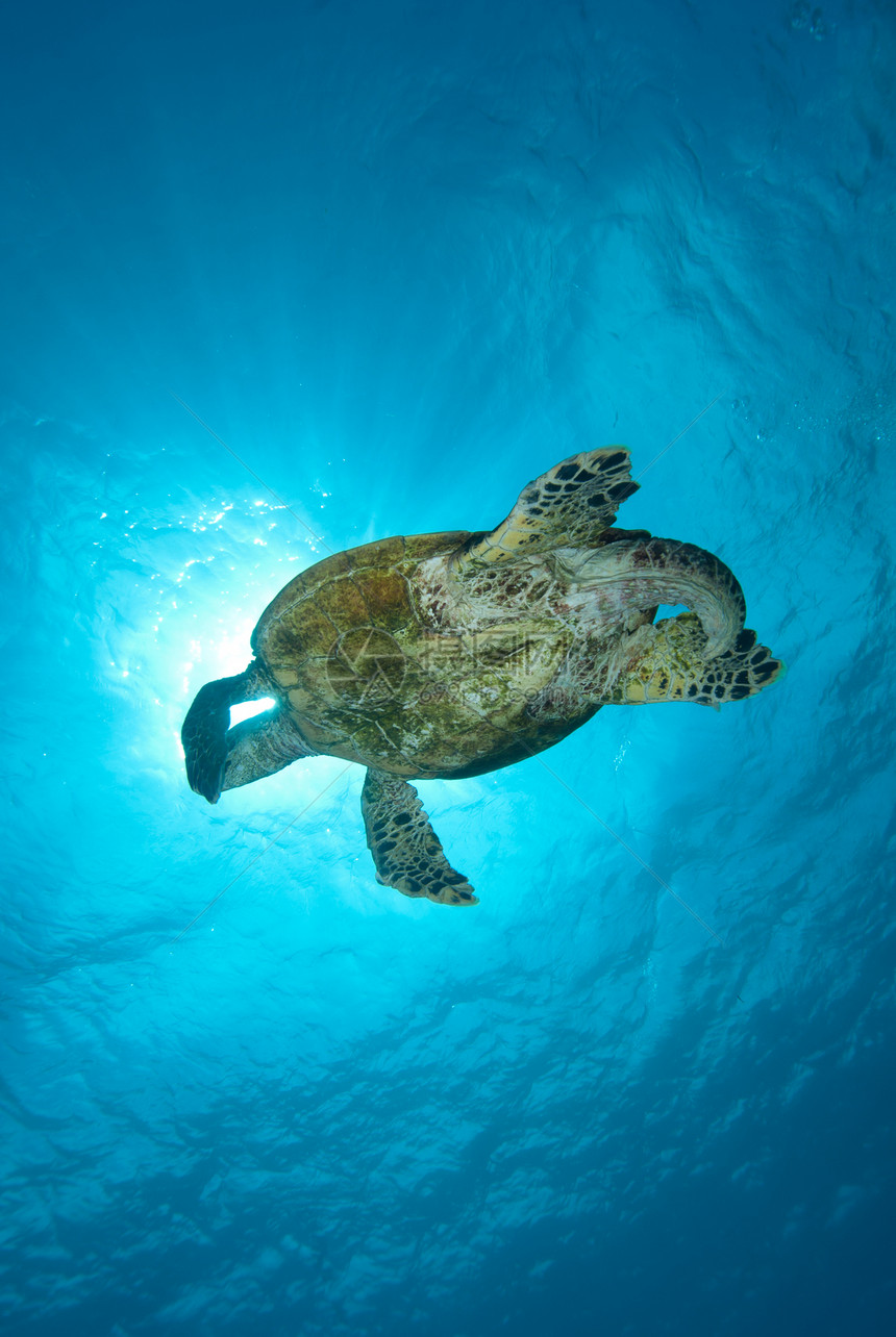 乌鹰章海龟海洋生物热带成人珊瑚礁野生动物动物男性海洋玳瑁濒危图片