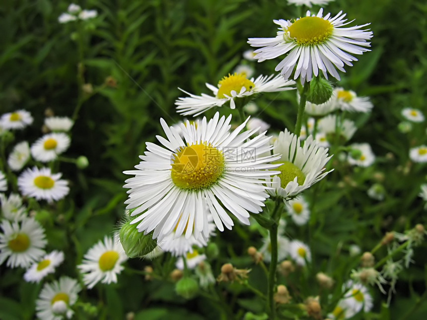 白花季节花瓣植物群农村花园季节性野花花粉园艺绿色图片