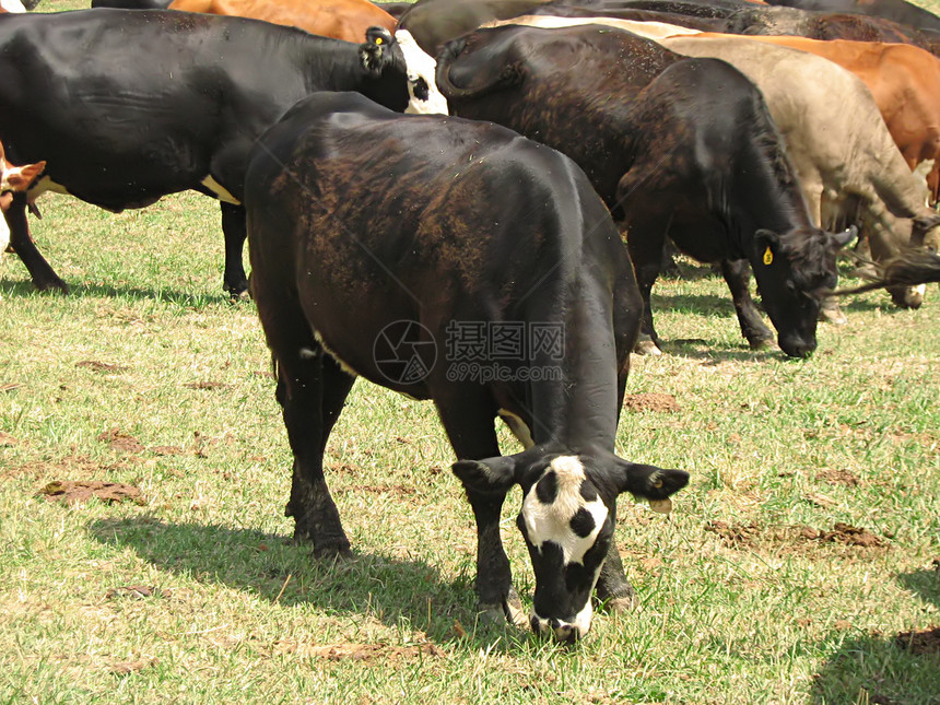 牧牛场地农田奶牛牧场农民农家院小牛哺乳动物牛肉农业图片