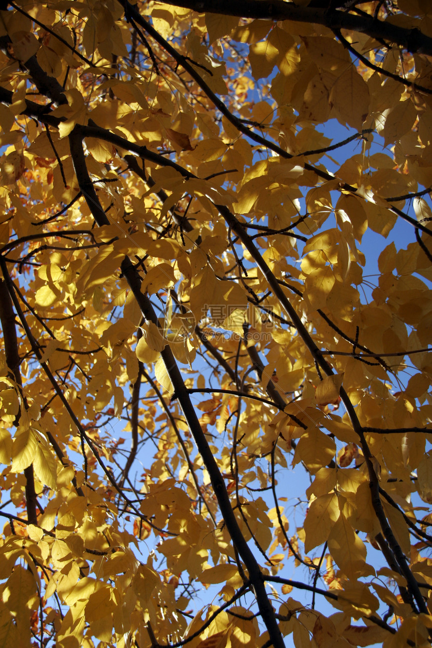 秋季踪迹叶子天空棕色树叶森林公园远景人行道木头图片