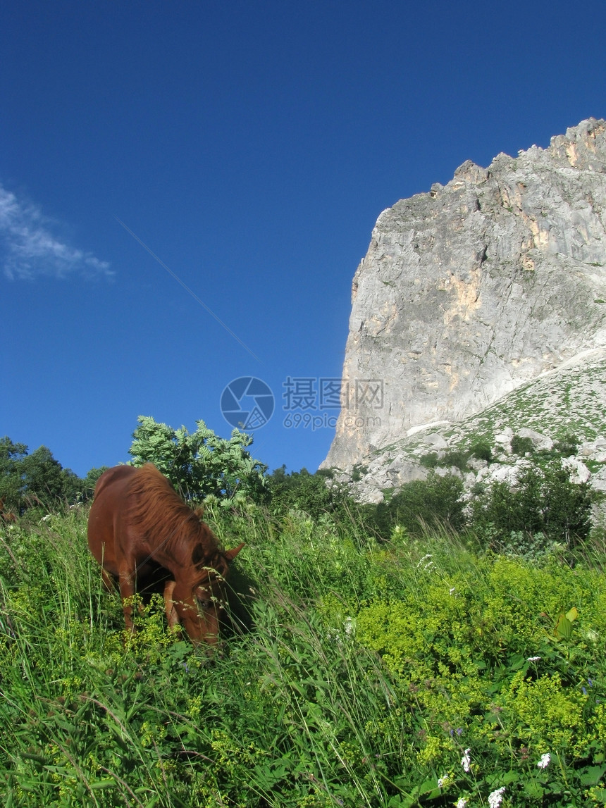 马植物群高山山丘一匹马解脱全景花朵路线天空斜坡图片