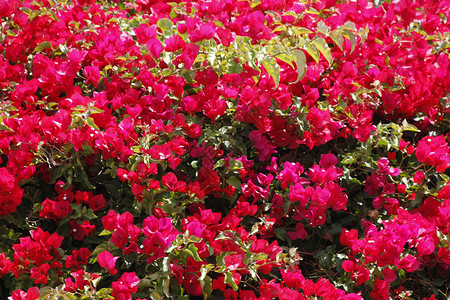 红花植物群植物场地花园吸引力绿色花朵粉色黄色背景图片