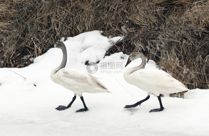 图德拉天鹅动物避难所野生动物团体国家鸭子苔原图片