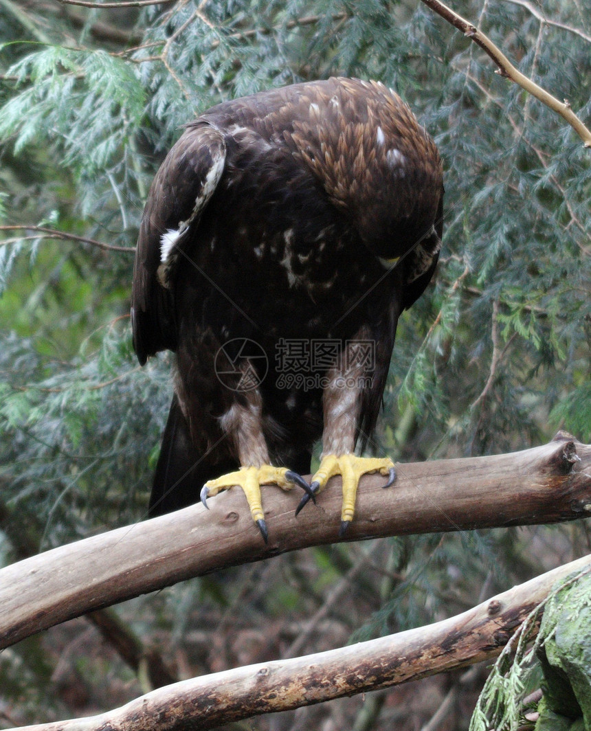金鹰动物叶子野生动物动物园公园森林猫头鹰图片