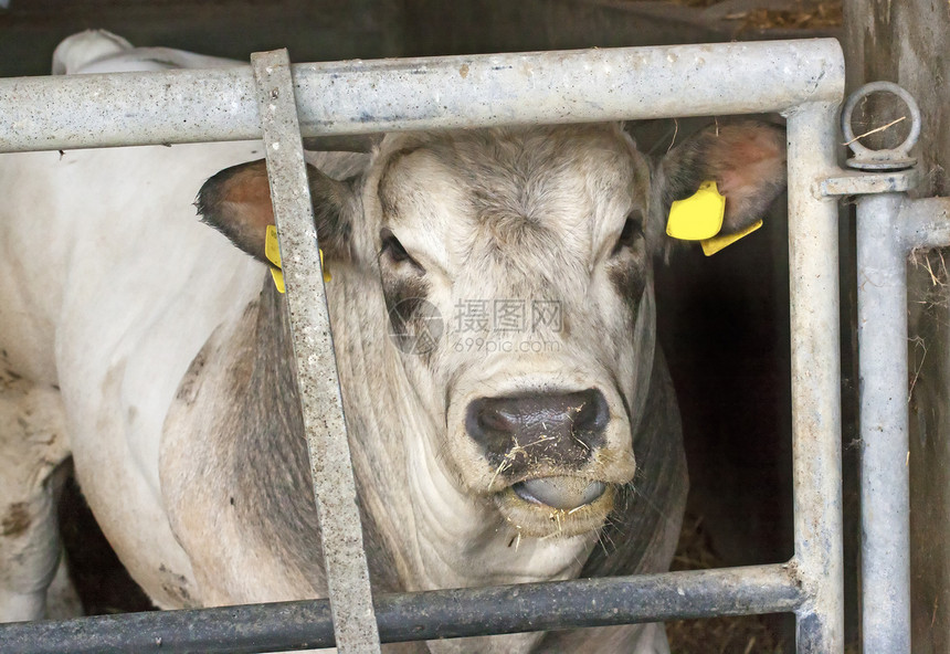 奶牛奶制品动物农业牛奶农场乡村青铜生产场地牛皮图片