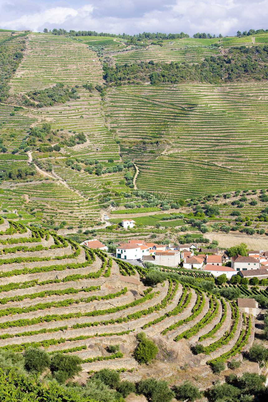 葡萄牙杜罗谷的葡萄树葡萄农业生长国家作物山谷风景种植者旅行培育图片