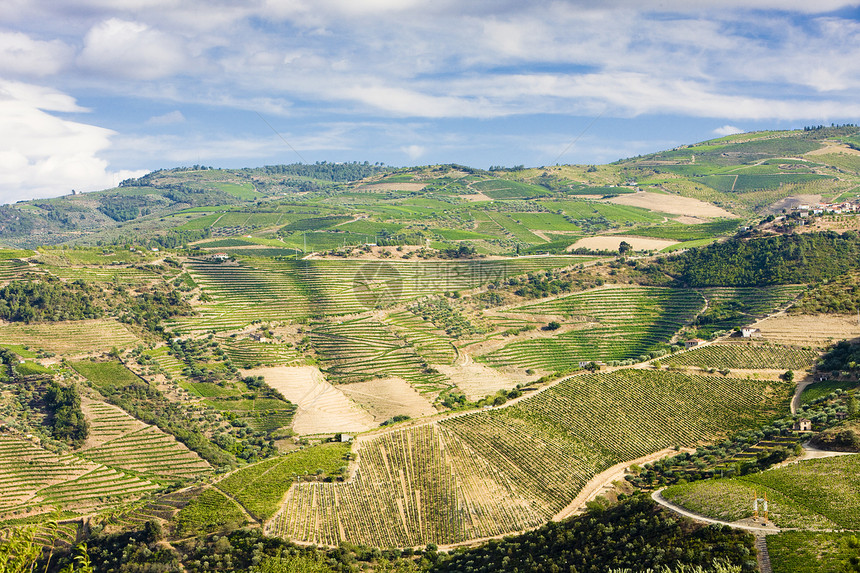 葡萄牙杜罗谷的葡萄树葡萄种植生长风景葡萄园生产山谷植物栽培外观图片