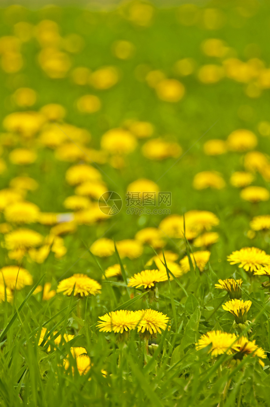 花层植物叶子国家土地花园公园康复草地生长天气图片