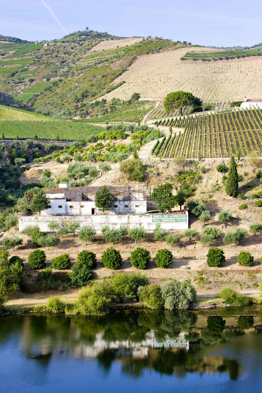 葡萄牙杜罗谷的葡萄树旅行外观种植山谷农业葡萄园栽培酒业农村培育图片