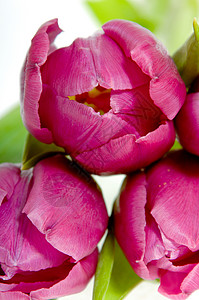 粉红色郁金树季节静物热带生长荒野婚礼植物群郁金香花束香味背景图片