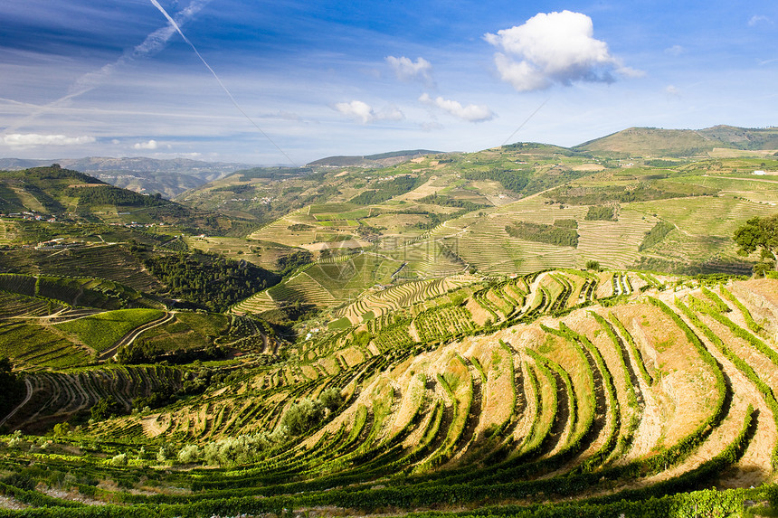 葡萄牙杜罗谷的葡萄树藤蔓农村栽培国家葡萄园旅行作物生长风景生产图片