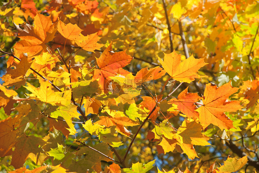 秋叶 非常浅的焦点红色黄色季节性橙子树木活力棕色季节叶子植物图片