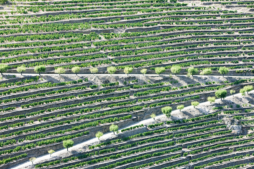 葡萄牙杜罗谷的葡萄树农业植物培育葡萄风景旅行世界遗产生长国家作物图片