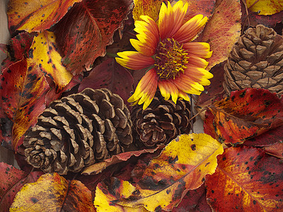 松果和秋叶的缝合背景图片