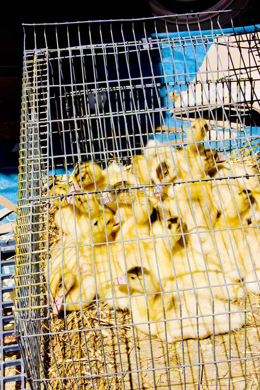 在葡萄牙贝拉省Trancoso街头市场露天小鸭子动物学街头市场鸭子小鸭子动物群笼子外观鸟类市场动物图片