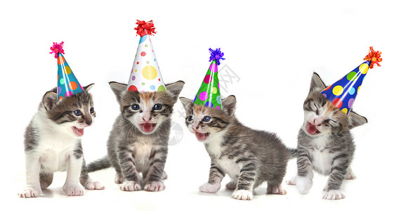 白背景的生日歌曲歌唱幼童胡须唱歌小猫帽子朋友尾巴派对动物宠物猫咪背景图片