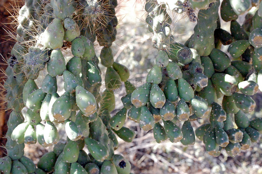 Cactus 树绿色沙漠衬套植物叶子图片