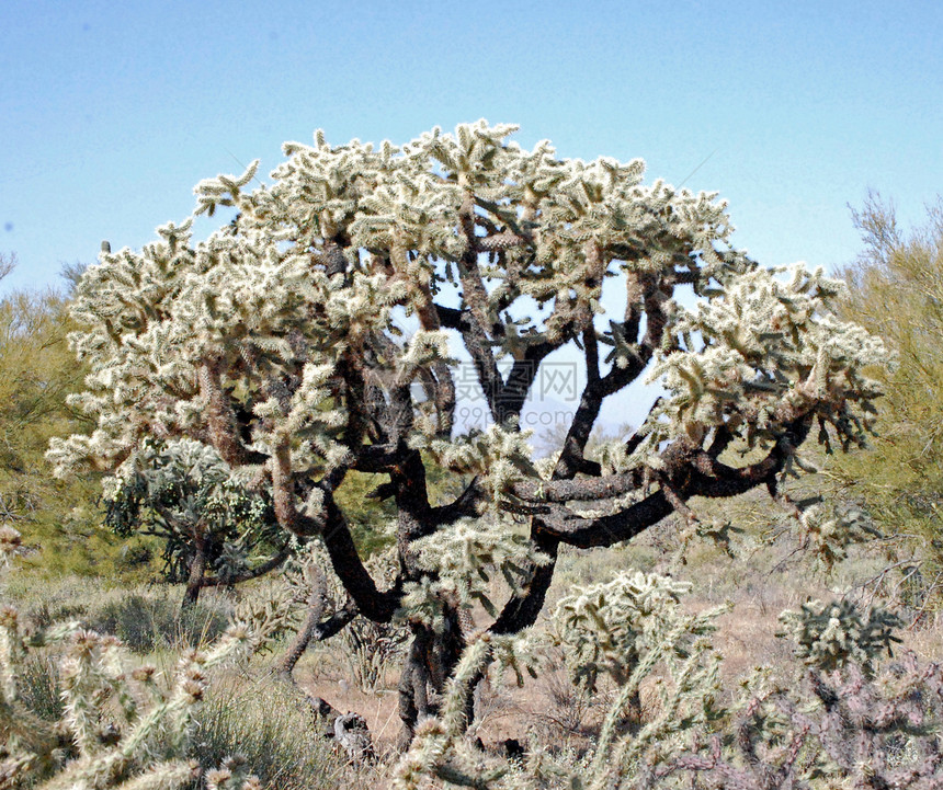 Cactus 树衬套植物叶子沙漠绿色图片