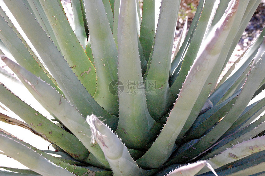 Cactus 树衬套植物绿色叶子沙漠图片
