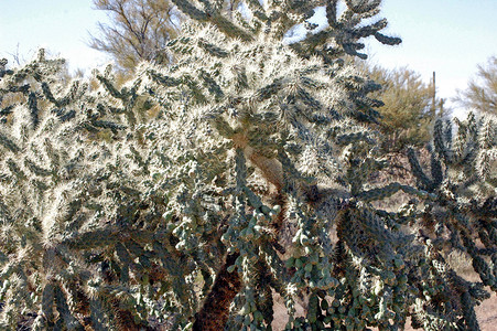 Cactus 树绿色沙漠植物衬套叶子背景图片