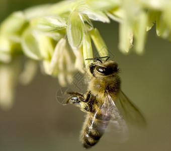 蜂蜜 从玉米花中收集花粉背景图片