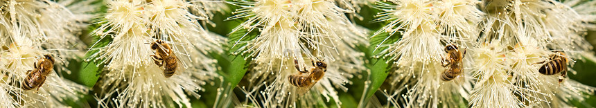 白花边上的春蜜蜂图片