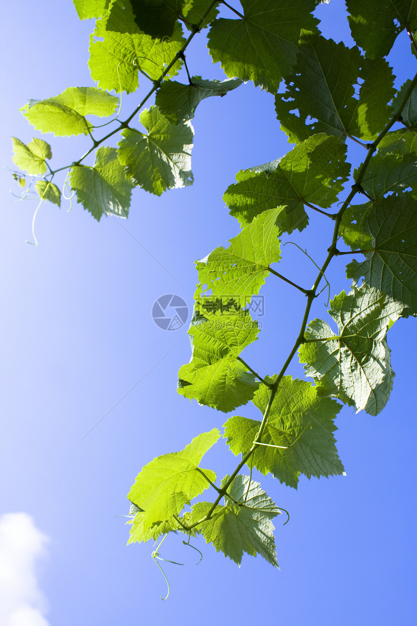 明绿叶与天空墙纸静脉情调异国生长植物明信片植物群宏观太阳图片