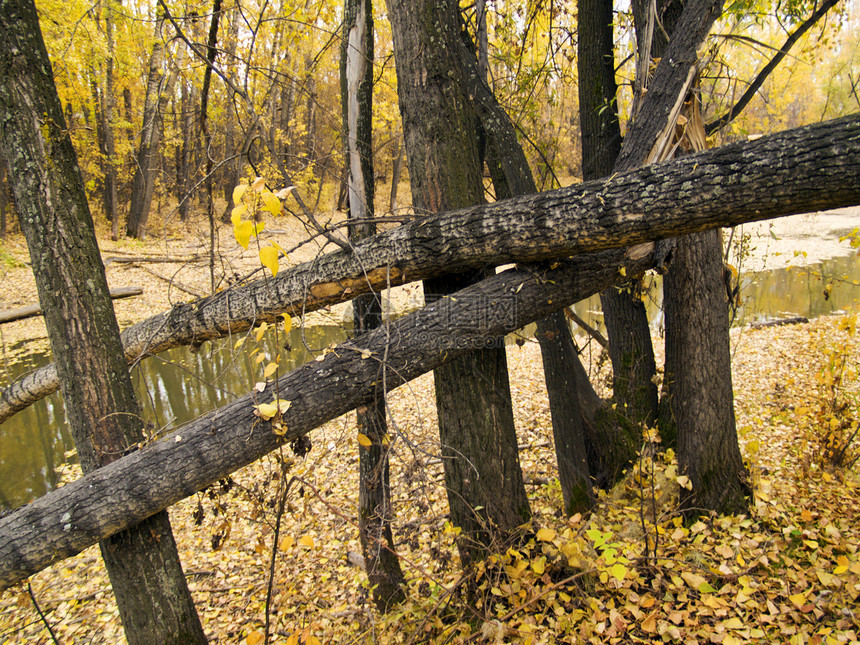 秋季森林反射红色叶子黄色野生动物环境池塘季节松树图片