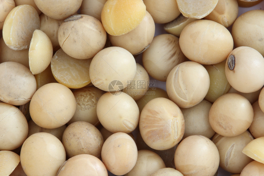 大豆黄豆食物种子图片
