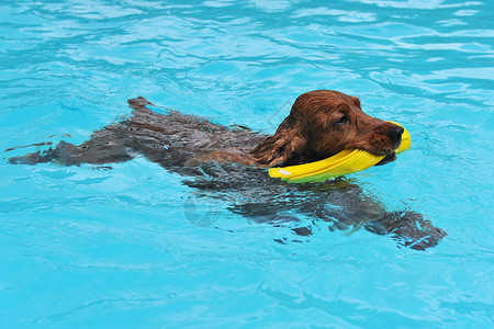 游泳斗鸡玩具猎犬棕色动物犬类蓝色宠物游泳池背景图片