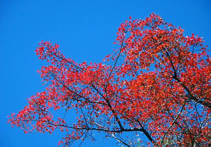 秋季装饰 红叶叶子太阳红色天空阳光背景图片