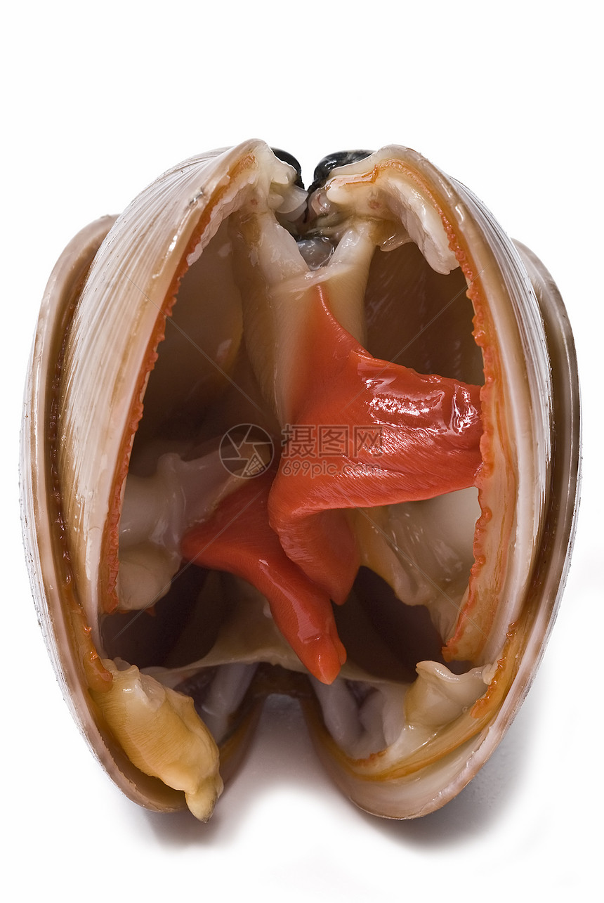 平滑的蛤美食壳类饮食营养生活贝类海鲜小吃食物熟食图片