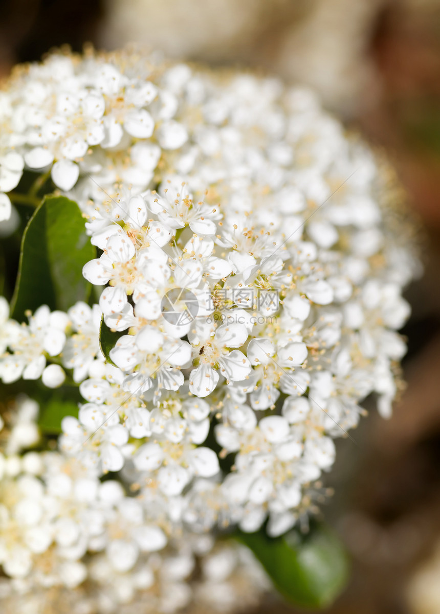 春花花季节花园白色季节性美丽植物学公园花朵园艺植物群图片