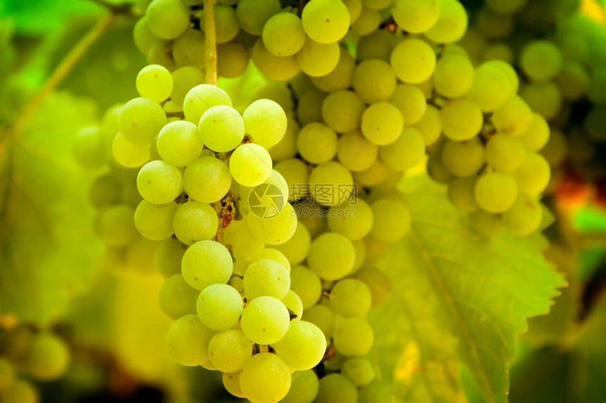 葡萄葡萄园花园叶子生长季节食物晴天植物水果植被图片