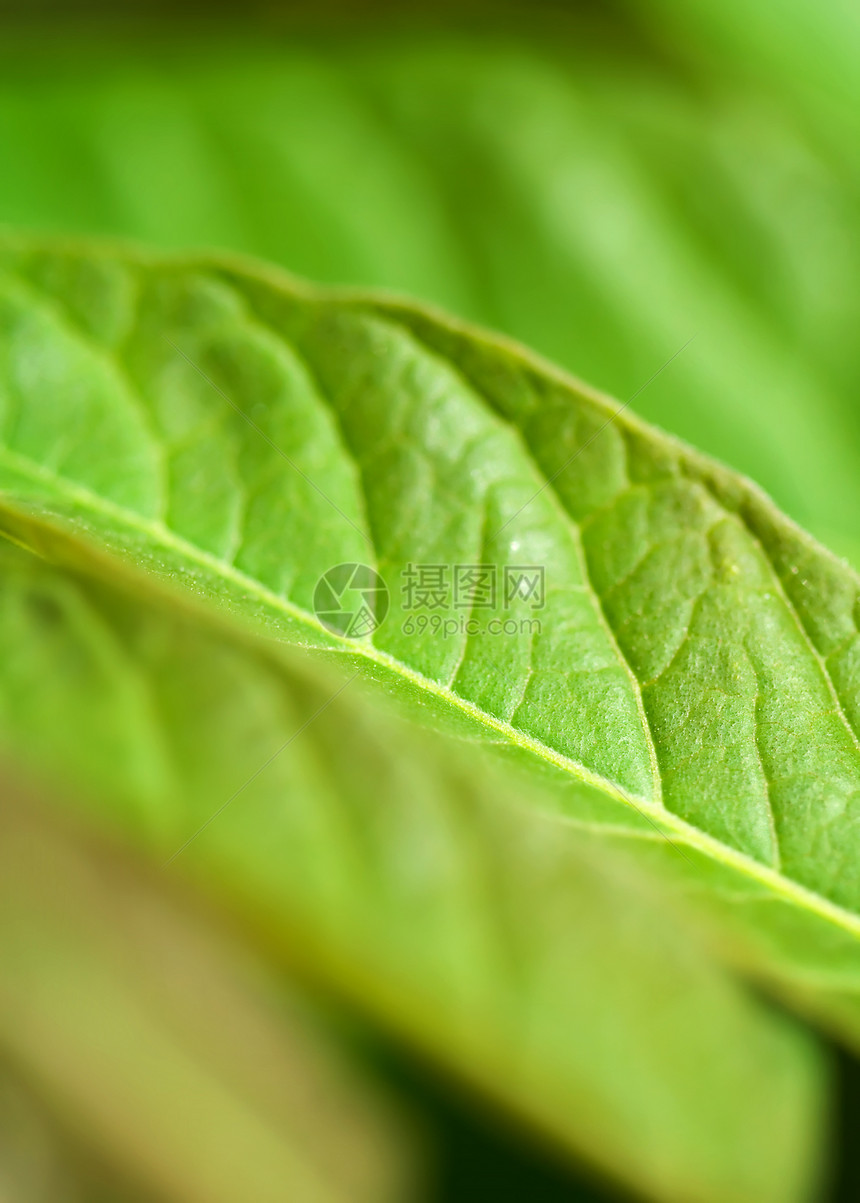 叶子季节植物群生活宏观植物花园生长树叶绿色图片