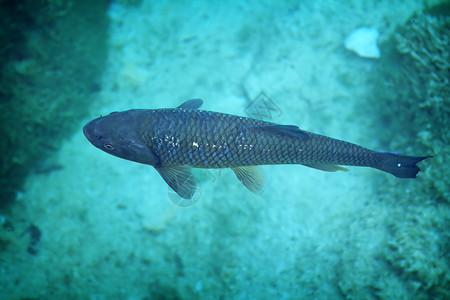 大鱼野生动物潜水热带珊瑚海藻生物海洋游泳背景图片