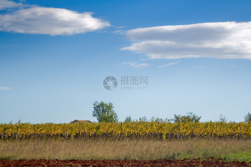 藤场蔬菜藤蔓葡萄园水果生长红色爬坡绿色酿酒师植物图片