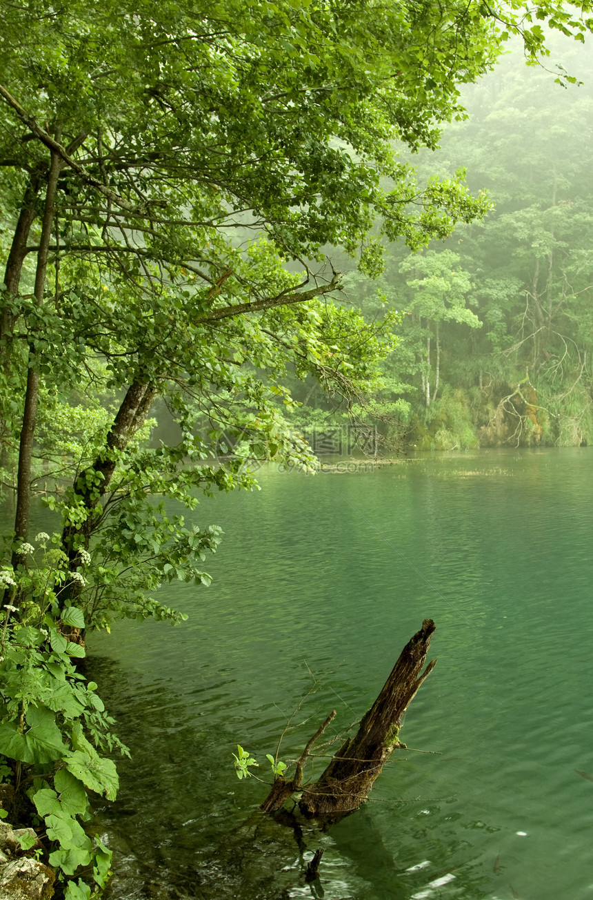 湖公园生态天堂美丽树叶森林植被叶子生育力溪流图片