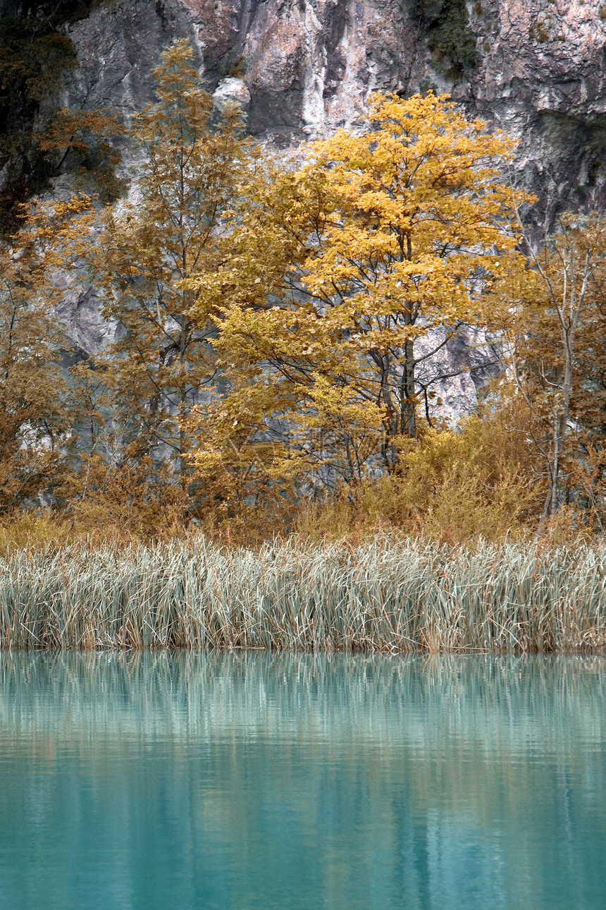 绿湖生育力美丽公园叶子溪流植被生态森林天堂树叶图片