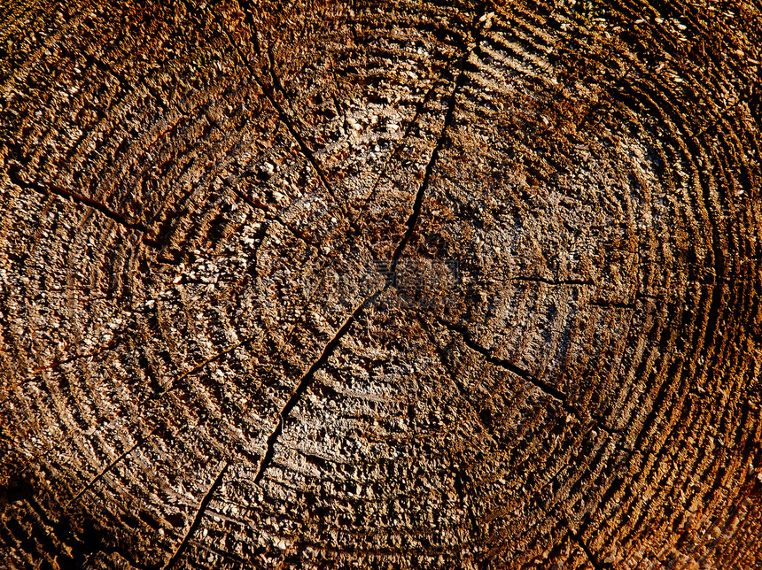 木制剪切纹理材料历史木材棕色树干木头戒指生活森林日志图片