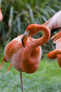 Flammingo 纵向羽毛粉色野生动物水鸟动物园鸟眼背景图片