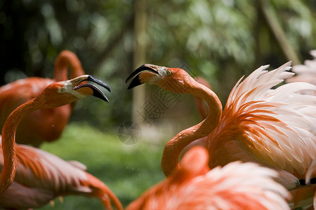 Flammingo 纵向鸟眼粉色野生动物动物园羽毛水鸟背景图片