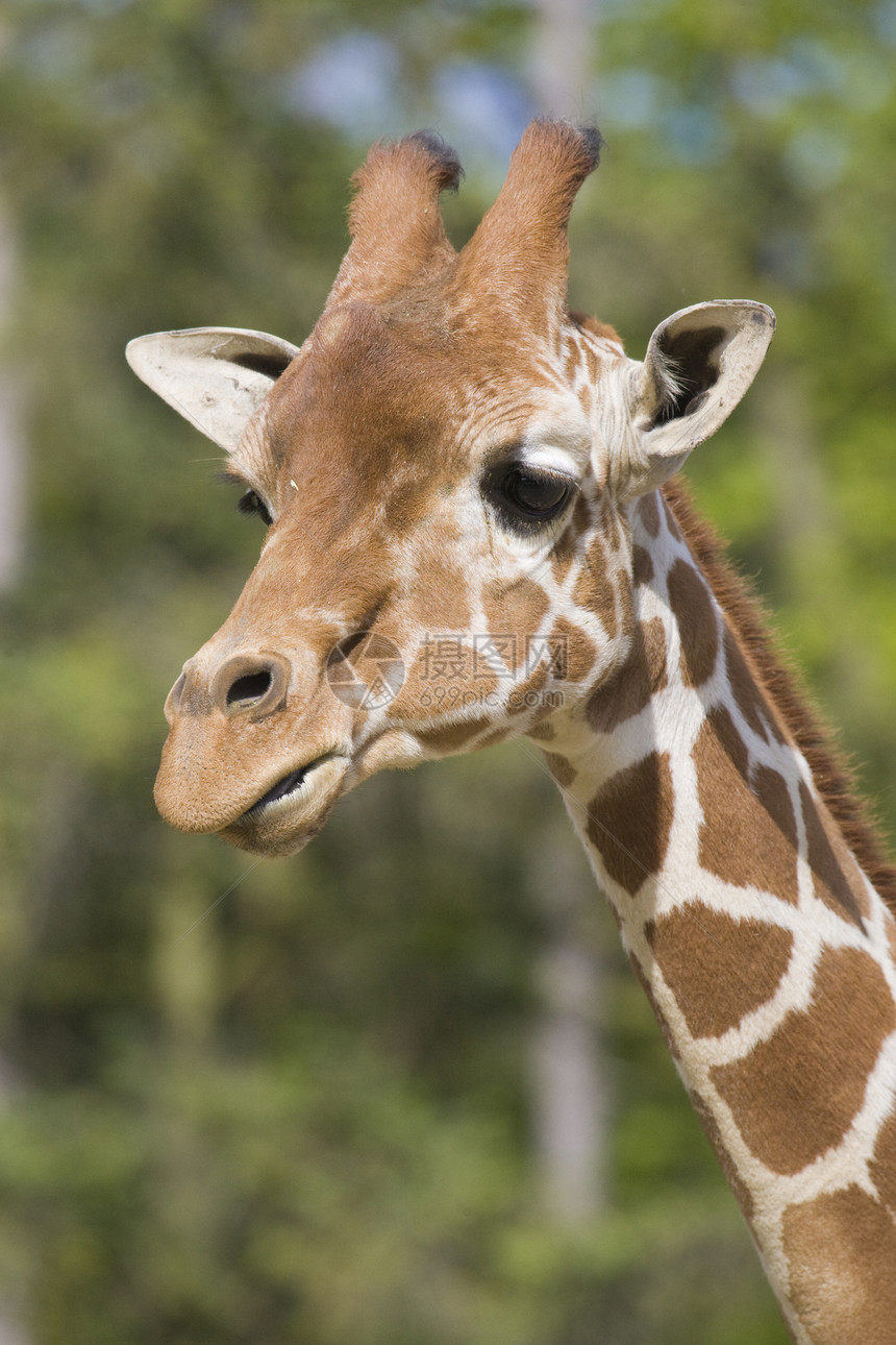 Giraffe 肖像画野生动物黄色纹理哺乳动物棕色草食性动物园脖子动物兽头图片