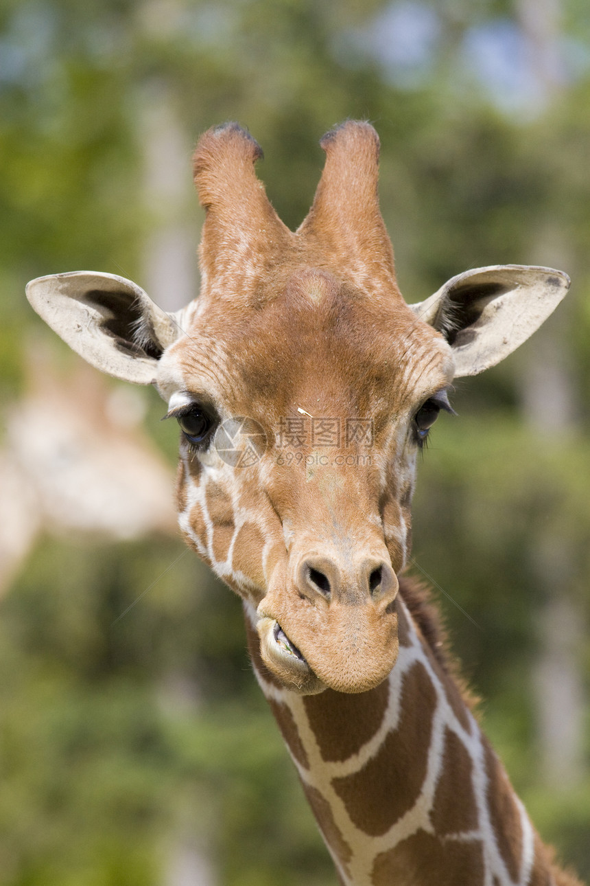 Giraffe 肖像画脖子动物园草食性动物黄色长颈哺乳动物兽头野生动物纹理图片