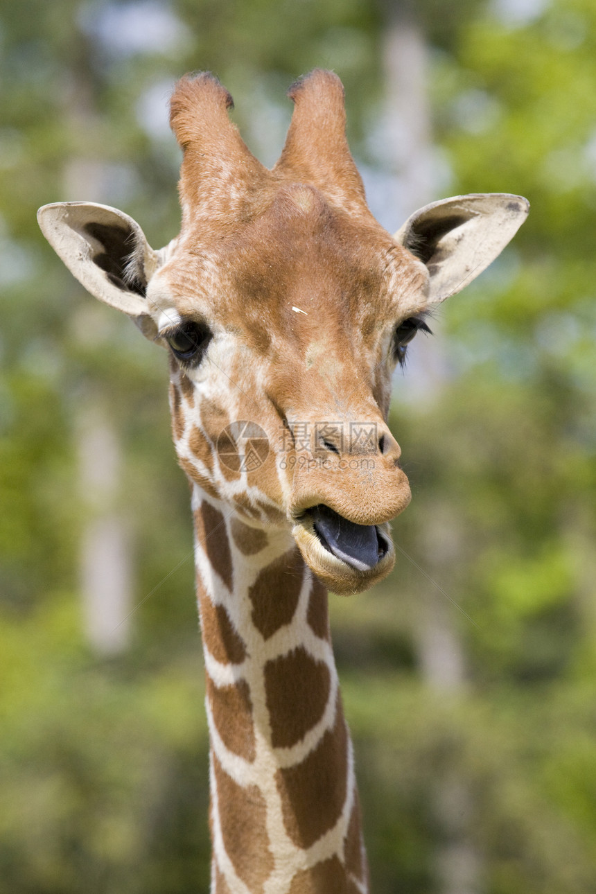 Giraffe 肖像画哺乳动物黄色动物园动物野生动物纹理脖子兽头长颈棕色图片