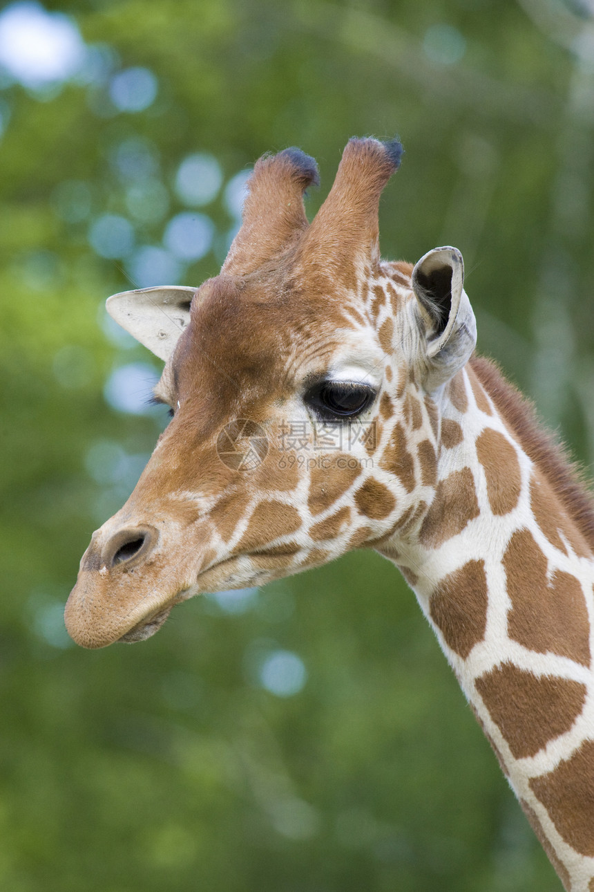 Giraffe 肖像画野生动物动物哺乳动物黄色纹理长颈草食性兽头棕色脖子图片