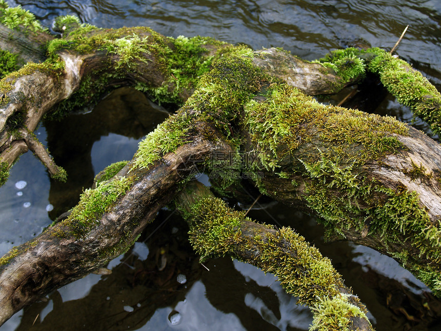 自然抽象苔藓树木图片