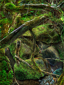 自然抽象苔藓树木背景图片