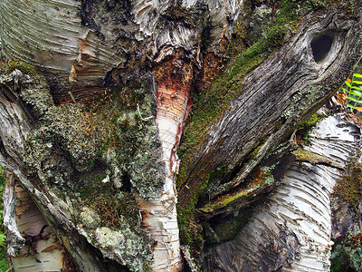 自然抽象苔藓树木背景图片
