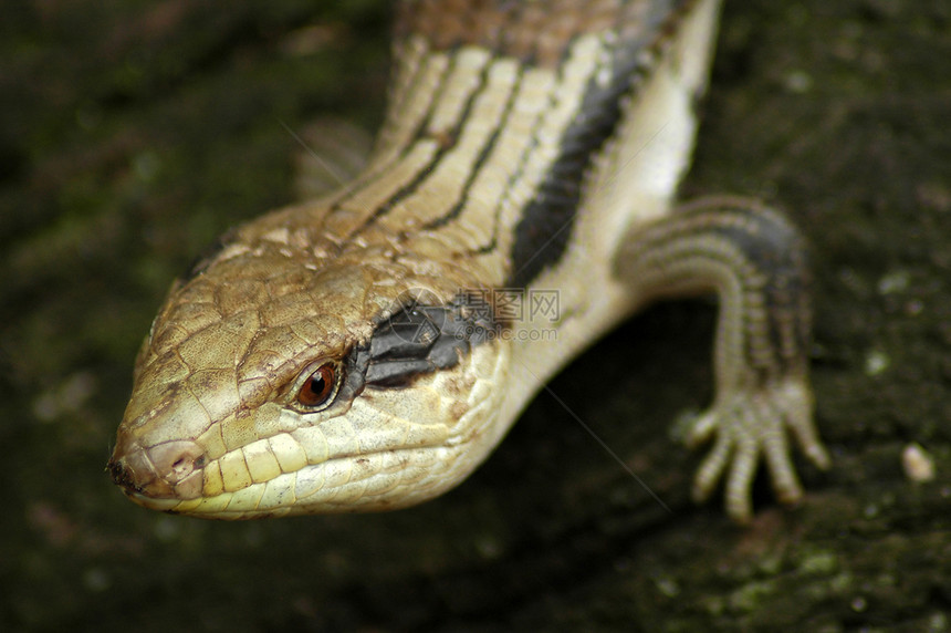 蜥蜴细节动物野生动物热带宏观环境生活图片